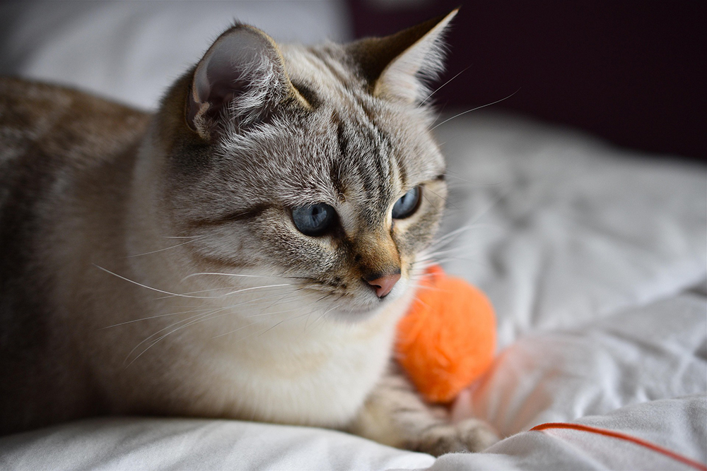Kedi Oyuncağı Seçim Rehberi: Kediniz İçin Doğru Oyuncağı Nasıl Bulursunuz?