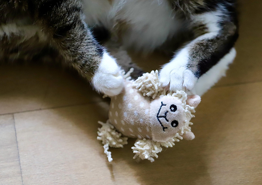 How Can You Recognize a Safer Cat Toy? A Guide to Materials and Small Parts