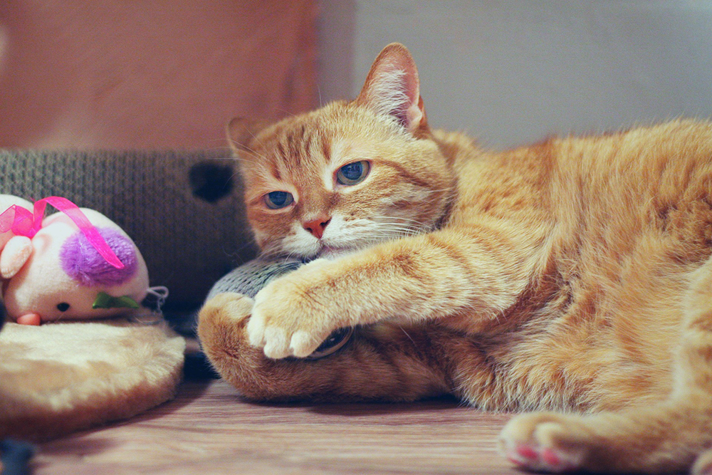 What Do Catnip Toys Do, and Do All Cats Respond the Same Way?
